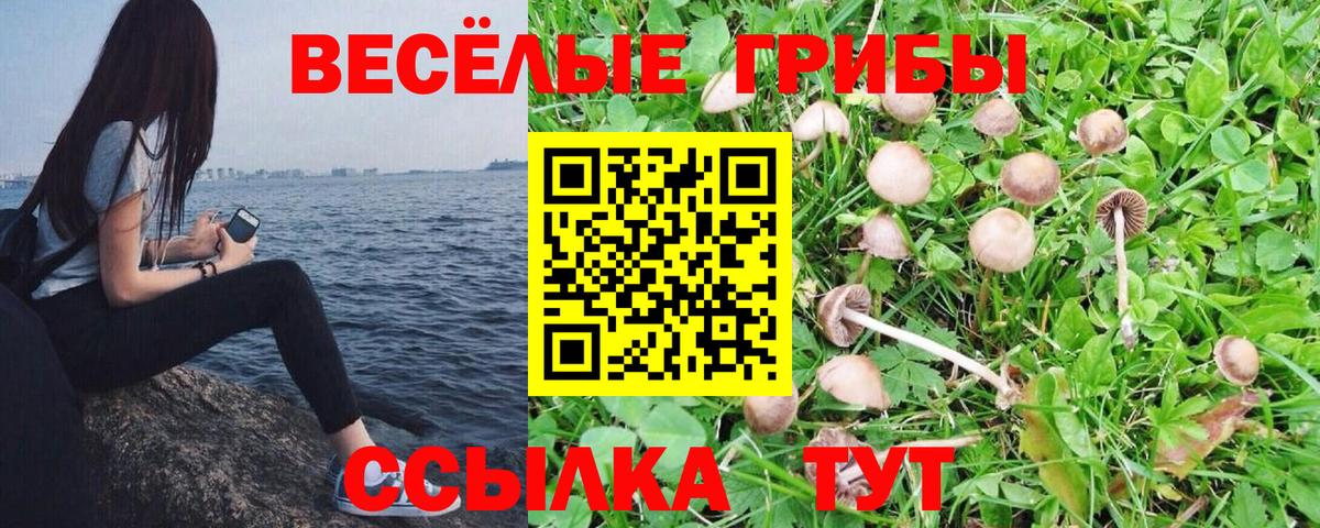 Псилоцибиновые грибы прущие грибы Великие Луки